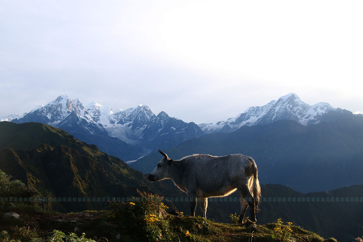 https://www.setopati.com/uploads/shares/2019/01/sujita/pachpokhari (1).jpg